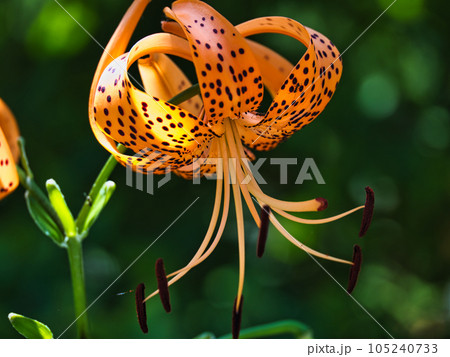 鬼百合の花 105240733