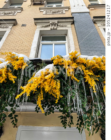 Blooming mimosa decoration with icicles on it. High quality photo Blooming mimosa decoration with icicles on it. High quality photo 105241217
