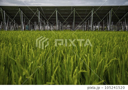 ソーラーパネルと水田 105241520
