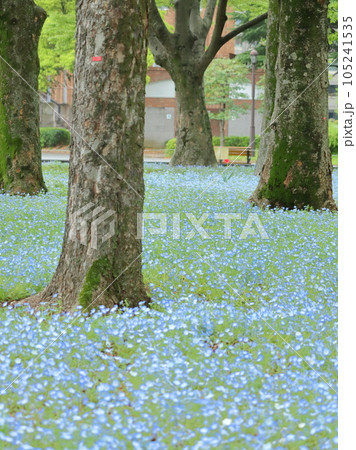 日比谷公園の美しいネモフィラ畑 105241535