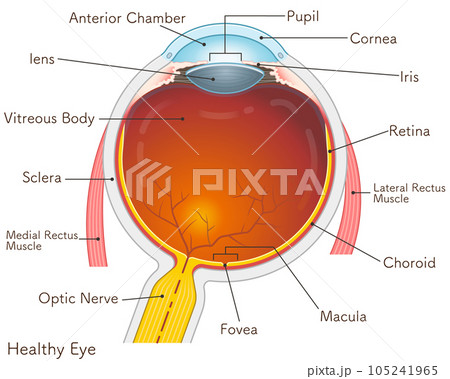 眼球のイラスト・eye・illustration 105241965