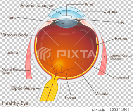 eye illustration 105241965