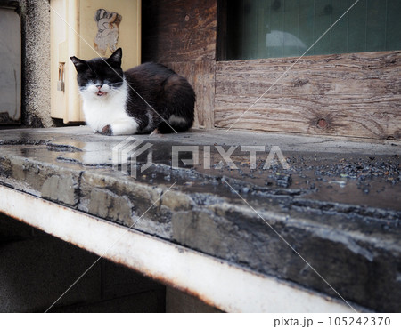 東京高円寺の猫 東京高円寺の猫 105242370
