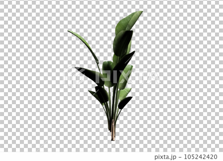 strelizia nocolai floats on white background, 3D rendering, abstract art 105242420