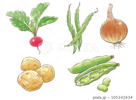 夏野菜イラストセット(ラディッシュ・いんげん・玉ねぎ・じゃがいも・そら豆) 夏野菜イラストセット(ラディッシュ・いんげん・玉ねぎ・じゃがいも・そら豆) 105242634