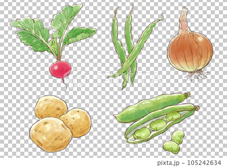 夏野菜イラストセット(ラディッシュ・いんげん・玉ねぎ・じゃがいも・そら豆) 夏野菜イラストセット(ラディッシュ・いんげん・玉ねぎ・じゃがいも・そら豆) 105242634