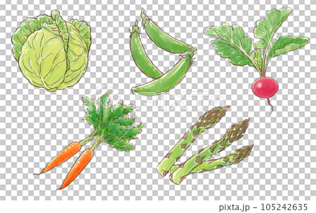 Illustration set of spring vegetables (cabbage, snap peas, radishes, carrots, asparagus) 105242635