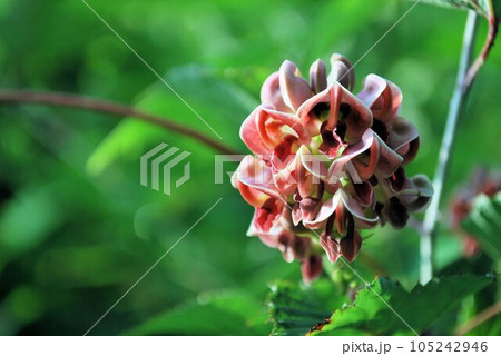 夏に咲くほど芋の花 夏に咲くほど芋の花 105242946