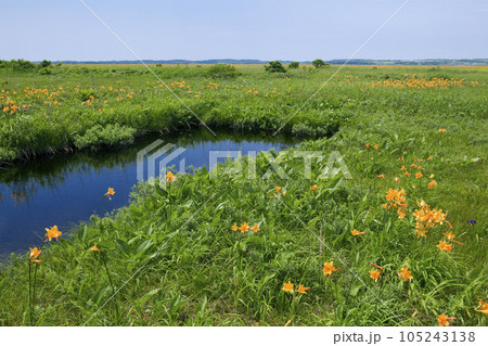 サロベツ原野の沼とエゾカンゾウ 105243138
