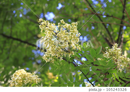 満開の槐（エンジュ）の花　 105243326