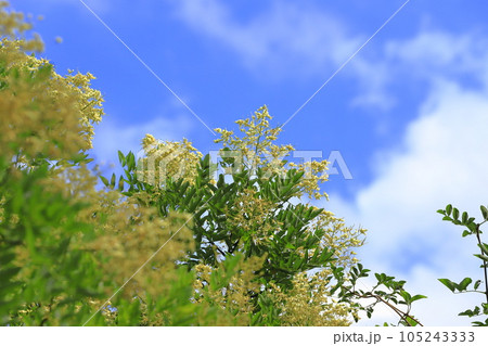 満開の槐（エンジュ）の花　 105243333