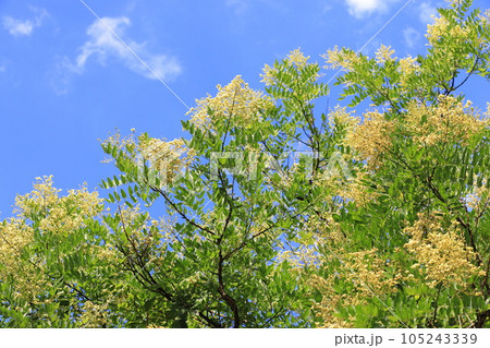 満開の槐(エンジュ)の花 満開の槐(エンジュ)の花 105243339