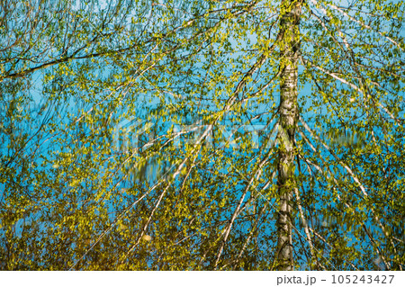 Birch Tree reflected In Water During Spring Flood floodwaters. Reflection of Trees woods in Water deluge During A Spring Flood. Beautiful spring landscape with reflection in river. inundation Lake Or 105243427