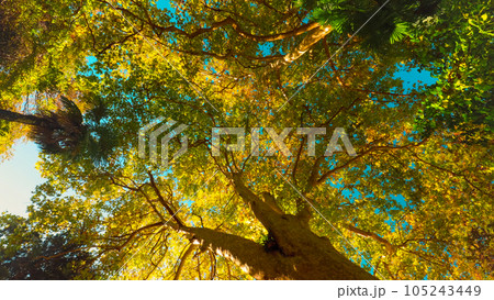 Bottom View Timelapse On Platanus, Or Cerifolia, Platanus Hispanica, Hybrid Plane. Movement Of Shadows On Ground. Beautiful Landscape. Timelapse, Time-lapse Bottom View Timelapse On Platanus, Or Cerifolia, Platanus Hispanica, Hybrid Plane. Movement Of Shadows On Ground. Beautiful Landscape. Timelapse, Time-lapse 105243449