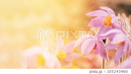 Beautiful Wild Spring Flowers in sunlight sunbeam flare. Flowering Blooming Plant Beautiful Wild Spring Flowers in sunlight sunbeam flare. Flowering Blooming Plant 105243460