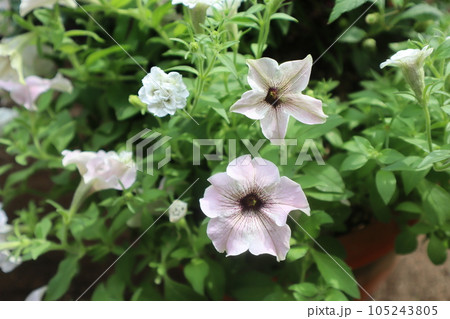 シックな色のペチュニア花の寄せ植え シックな色のペチュニア花の寄せ植え 105243805