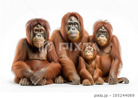Image of family group of orangutan orange on white background. Wildlife Animals. Illustration, Generative AI. 105244069
