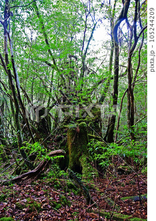 屋久杉の原生林、縄文杉トレッキングコース 屋久杉の原生林、縄文杉トレッキングコース 105244209