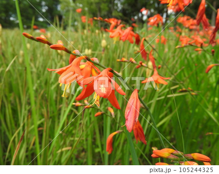 左右に1個づつ交互に花を咲かせる「ヒメヒオウギズイセン」 左右に1個づつ交互に花を咲かせる「ヒメヒオウギズイセン」 105244325