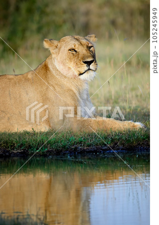 Female adult lion are reflected in the water in the savannah Female adult lion are reflected in the water in the savannah 105245949