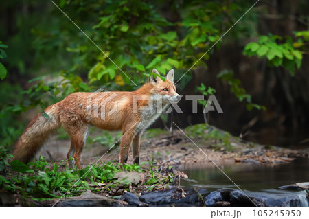 Adult red fox walks along the bank of a forest river in a natural environmen Adult red fox walks along the bank of a forest river in a natural environmen 105245950