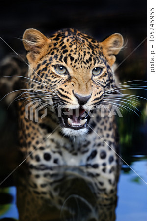Portrait of an adult angry leopard in water on a dark background Portrait of an adult angry leopard in water on a dark background 105245955