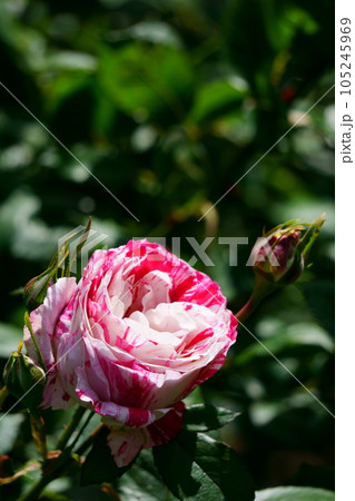 ストライプのバラ　センチメンタル4 105245969