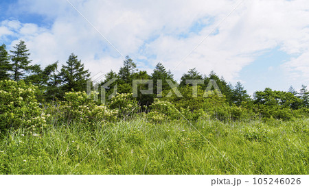 長野県諏訪市周辺自治体にまたがる霧ヶ峰の八島湿原の夏（夏休み） 105246026
