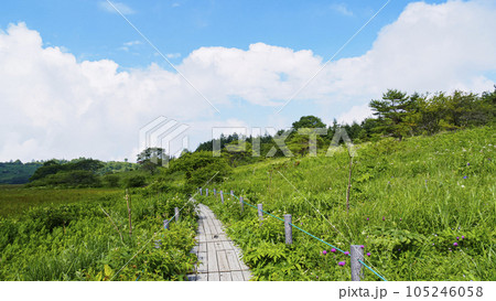 長野県諏訪市周辺自治体にまたがる霧ヶ峰の八島湿原の夏（夏休み） 105246058