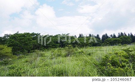 長野県諏訪市周辺自治体にまたがる霧ヶ峰の八島湿原の夏（夏休み） 105246067