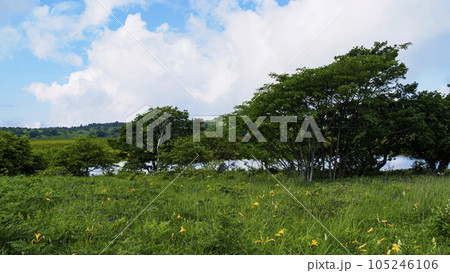 長野県諏訪市周辺自治体にまたがる霧ヶ峰の八島湿原の夏（夏休み） 105246106
