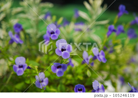 ゆりの里公園 105246119