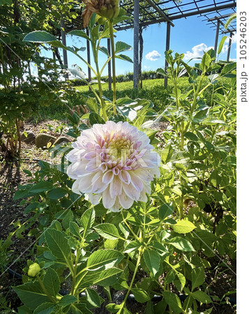 初夏に咲いたダリア 初夏に咲いたダリア 105246203