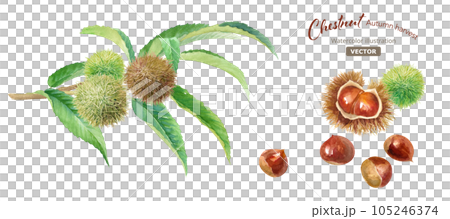 樹枝上的栗子和收穫的栗子的水彩插圖。 （矢量。葉子和果實的佈局可以改變。） 105246374