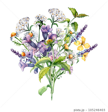 Bouquet of chamomile, nettle, lungwort, chelidonium medicinal plants watercolor illustration isolated on white background. Purple, yellow flower hand drawn. Design for label, package, postcard, card 105246403