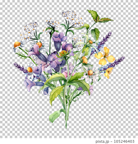Bouquet of chamomile, nettle, lungwort, chelidonium medicinal plants watercolor illustration isolated on white background. Purple, yellow flower hand drawn. Design for label, package, postcard, card 105246403