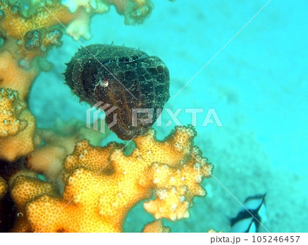 怒った幼いコブシメ 105246457