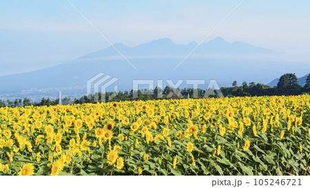 ひまわり畑（山梨県、北杜市、明野） 105246721