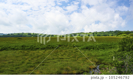 長野県諏訪市周辺自治体にまたがる霧ヶ峰の八島湿原の夏（夏休み） 105246792