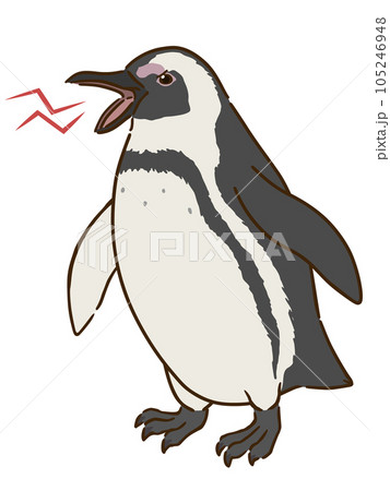 怒るケープペンギン 怒るケープペンギン 105246948