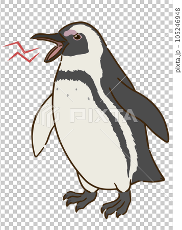 怒るケープペンギン 怒るケープペンギン 105246948