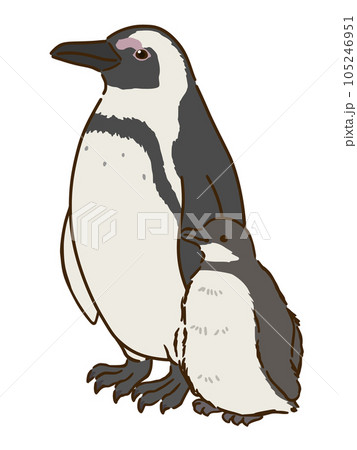 ケープペンギンの親子 105246951