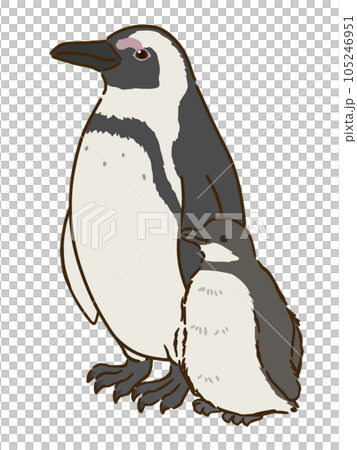 ケープペンギンの親子 105246951