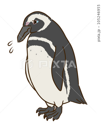 悲しむマゼランペンギン 105246955