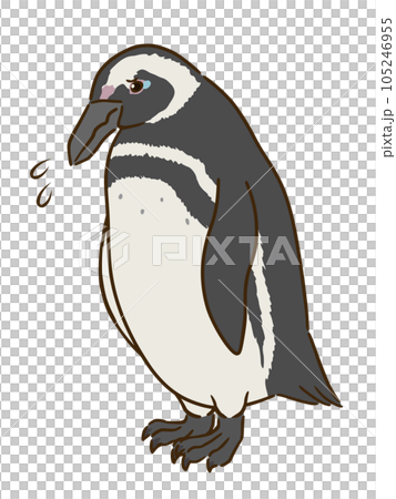 悲しむマゼランペンギン 105246955