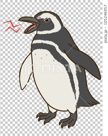 angry magellanic penguin angry magellanic penguin 105246957