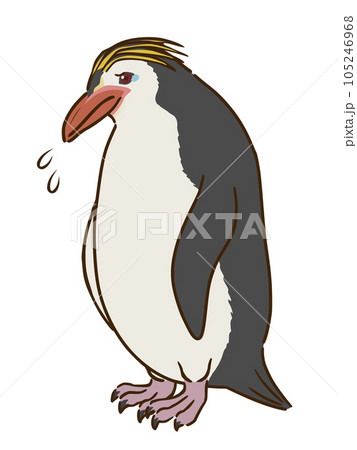 悲しむロイヤルペンギン 悲しむロイヤルペンギン 105246968