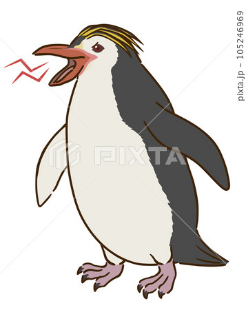 怒るロイヤルペンギン 怒るロイヤルペンギン 105246969