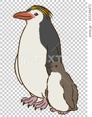 royal penguin family royal penguin family 105246972