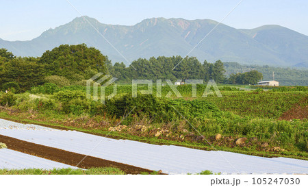 長野県南佐久郡南牧村野辺山の夏(高原野菜と八ヶ岳) 長野県南佐久郡南牧村野辺山の夏(高原野菜と八ヶ岳) 105247030